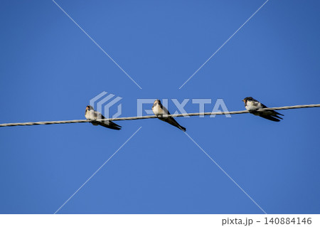 Swallows on the wires. Swallows against the blue sky. The swallo 140884146