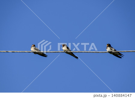 Swallows on the wires. Swallows against the blue sky. The swallo Swallows on the wires. Swallows against the blue sky. The swallo 140884147