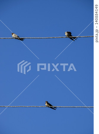 Swallows on the wires. Swallows against the blue sky. The swallo Swallows on the wires. Swallows against the blue sky. The swallo 140884149