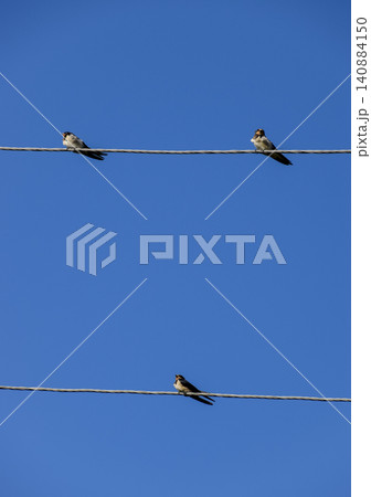 Swallows on the wires. Swallows against the blue sky. The swallo 140884150