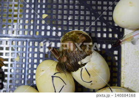 Musk duck ducklings hatched from eggs Musk duck ducklings hatched from eggs 140884168