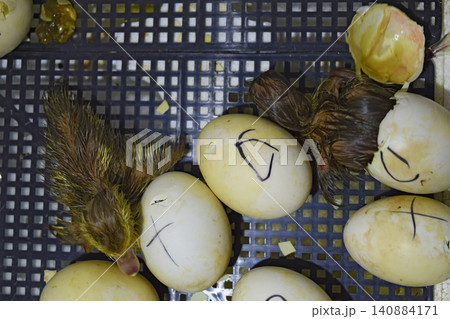 Musk duck ducklings hatched from eggs 140884171