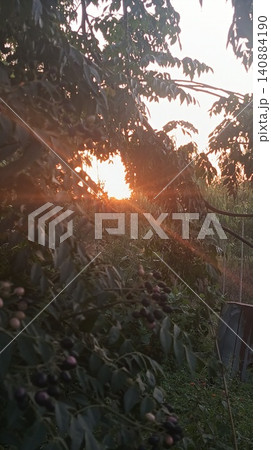 a beautiful sunset in the tropical forest a beautiful sunset in the tropical forest 140884190