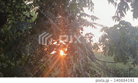 trees in the jungle during sunset trees in the jungle during sunset 140884191