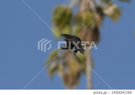 Snail Kite , Ibera Marsh National Park , Corrientes  province, Patagonia , Argentina. 140884199
