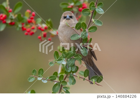 Bay winged Cowbird in Calden forest environment, La Pampa Province, Patagonia, Argentina. Bay winged Cowbird in Calden forest environment, La Pampa Province, Patagonia, Argentina. 140884226
