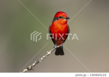 Vermilion Flycatcher male perched, La Pampa, Patagonia, Argentina Vermilion Flycatcher male perched, La Pampa, Patagonia, Argentina 140884228