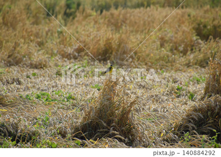 Tit on the ears of wheat. A bird with a yellow belly Tit on the ears of wheat. A bird with a yellow belly 140884292
