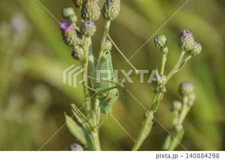 Isophya on the stems of the tubercle. Wingless grasshopper Isoph 140884298