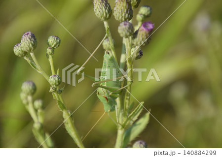 Isophya on the stems of the tubercle. Wingless grasshopper Isoph 140884299