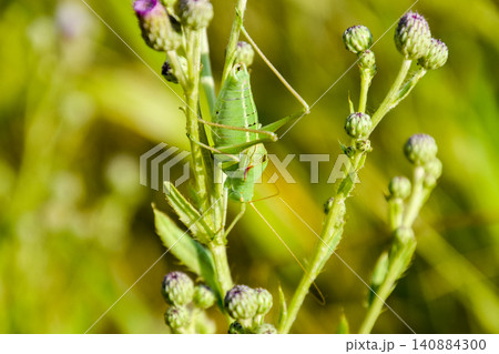 Isophya on the stems of the tubercle. Wingless grasshopper Isoph Isophya on the stems of the tubercle. Wingless grasshopper Isoph 140884300