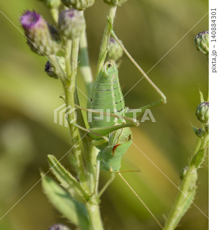 Isophya on the stems of the tubercle. Wingless grasshopper Isoph Isophya on the stems of the tubercle. Wingless grasshopper Isoph 140884301