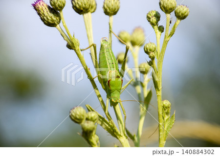Isophya on the stems of the tubercle. Wingless grasshopper Isoph Isophya on the stems of the tubercle. Wingless grasshopper Isoph 140884302