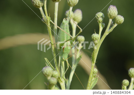 Isophya on the stems of the tubercle. Wingless grasshopper Isoph 140884304