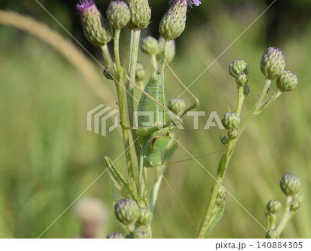 Isophya on the stems of the tubercle. Wingless grasshopper Isoph Isophya on the stems of the tubercle. Wingless grasshopper Isoph 140884305