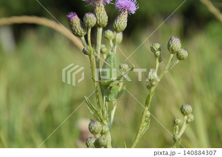Isophya on the stems of the tubercle. Wingless grasshopper Isoph Isophya on the stems of the tubercle. Wingless grasshopper Isoph 140884307