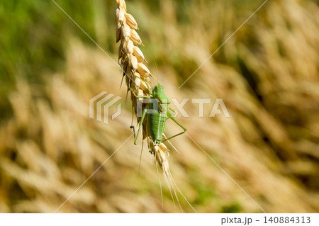 Isophya. Grasshopper is an isophy on a wheat spikelet. Isophya. Grasshopper is an isophy on a wheat spikelet. 140884313