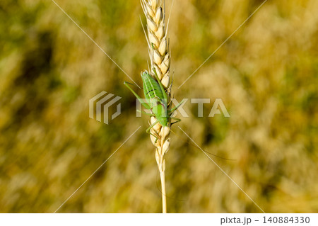 Isophya. Grasshopper is an isophy on a wheat spikelet. 140884330