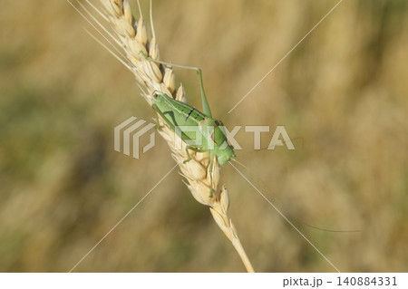 Isophya. Grasshopper is an isophy on a wheat spikelet. Isophya. Grasshopper is an isophy on a wheat spikelet. 140884331