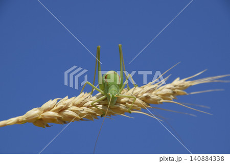 Isophya. Grasshopper is an isophy on a wheat spikelet. Isophya a 140884338