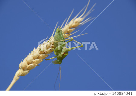 Isophya. Grasshopper is an isophy on a wheat spikelet. Isophya a Isophya. Grasshopper is an isophy on a wheat spikelet. Isophya a 140884341