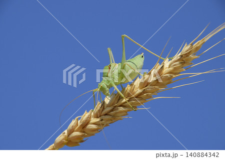 Isophya. Grasshopper is an isophy on a wheat spikelet. Isophya a Isophya. Grasshopper is an isophy on a wheat spikelet. Isophya a 140884342