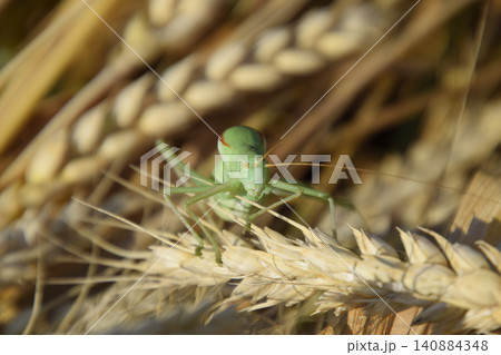 Isophya. Grasshopper is an isophy on a wheat spikelet. Isophya. Grasshopper is an isophy on a wheat spikelet. 140884348
