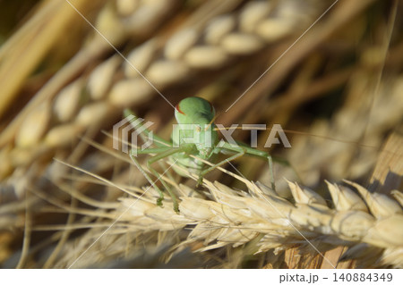 Isophya. Grasshopper is an isophy on a wheat spikelet. Isophya. Grasshopper is an isophy on a wheat spikelet. 140884349