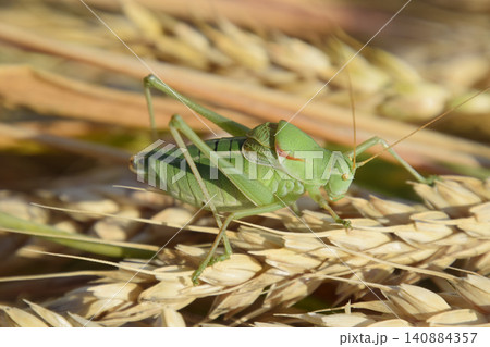 Isophya. Grasshopper is an isophy on a wheat spikelet. Isophya. Grasshopper is an isophy on a wheat spikelet. 140884357