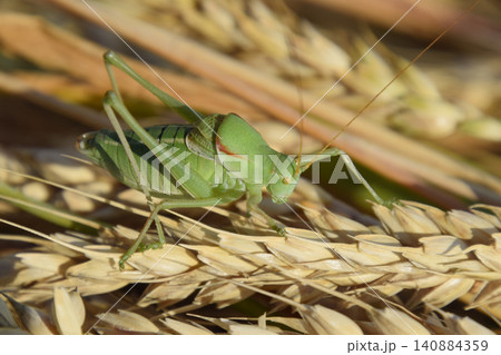Isophya. Grasshopper is an isophy on a wheat spikelet. Isophya. Grasshopper is an isophy on a wheat spikelet. 140884359