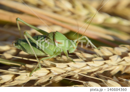 Isophya. Grasshopper is an isophy on a wheat spikelet. Isophya. Grasshopper is an isophy on a wheat spikelet. 140884360