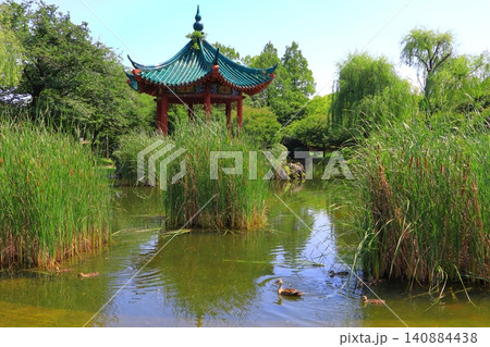 カルガモ親子(武漢の森の池・平和市民公園・大分市) カルガモ親子(武漢の森の池・平和市民公園・大分市) 140884438