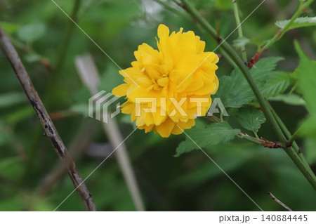 春の庭に咲く橙色で八重咲きのヤマブキの花 春の庭に咲く橙色で八重咲きのヤマブキの花 140884445