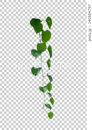 vine frame leaf vine circle Isolate on transparent background PNG file vine frame leaf vine circle Isolate on transparent background PNG file 140884797