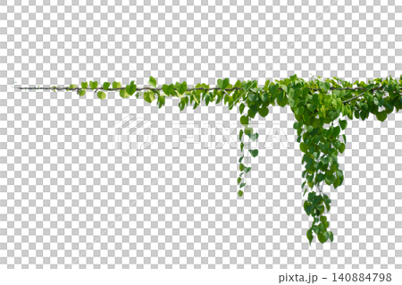 vine frame leaf vine circle Isolate on transparent background PNG file 140884798