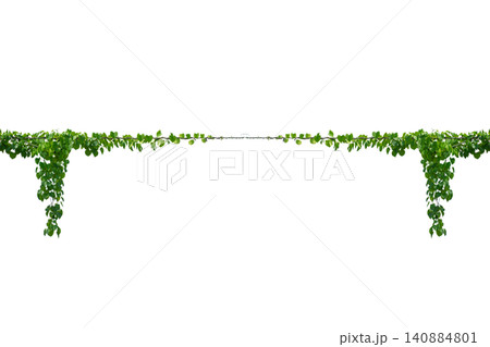 vine frame leaf vine circle Isolate on transparent background PNG file 140884801