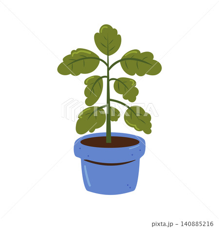 Potted Basil Plant for Indoor Herb Gardening and Home Cultivation 140885216