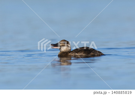 Lake Duck in Pampas Lagoon environment, La Pampa Province, Patagonia , Argentina. Lake Duck in Pampas Lagoon environment, La Pampa Province, Patagonia , Argentina. 140885819