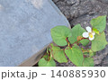 岩とドクダミの花の写真 140885930