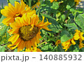 夏に咲くひまわりの写真 140885932