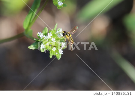 春の道端に咲く白い極小のノヂシャの花の蜜を吸うミナミヒメヒラタアブ 春の道端に咲く白い極小のノヂシャの花の蜜を吸うミナミヒメヒラタアブ 140886151