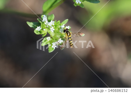 春の道端に咲く白い極小のノヂシャの花の蜜を吸うミナミヒメヒラタアブ 春の道端に咲く白い極小のノヂシャの花の蜜を吸うミナミヒメヒラタアブ 140886152