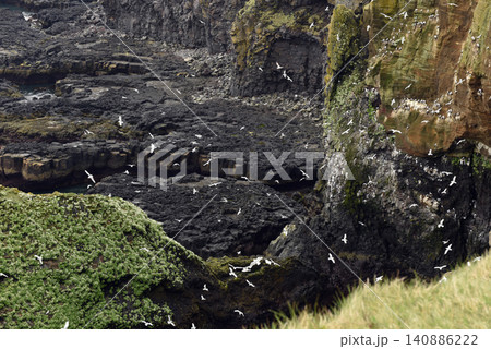 Seabirds nesting on Londrangar cliffs in Iceland 140886222