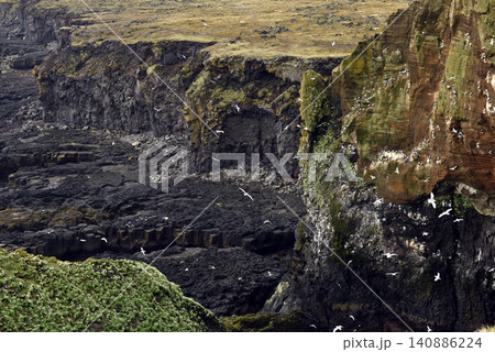 Seabirds nesting on Londrangar cliffs in Iceland Seabirds nesting on Londrangar cliffs in Iceland 140886224