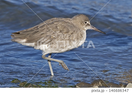 Willet, Tringa semipalmata, close view Willet, Tringa semipalmata, close view 140886347