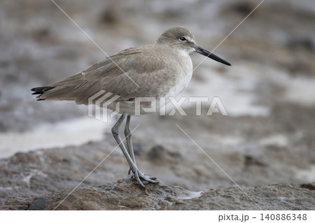Willet, Tringa semipalmata, close view Willet, Tringa semipalmata, close view 140886348