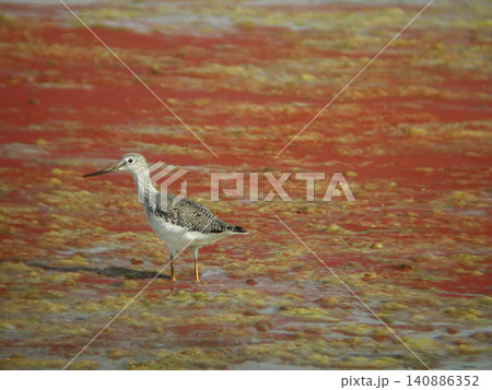 Greater Yellowlegs, Tringa melanoleuca, in sewage lagoon 140886352