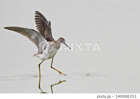 Greater Yellowlegs, Tringa melanoleuca, landing in water Greater Yellowlegs, Tringa melanoleuca, landing in water 140886353