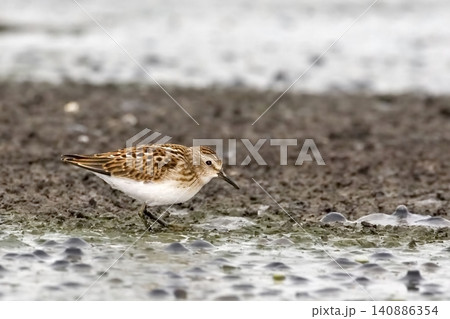 Least Sandpiper, Calidris minutilla, by the shore 140886354