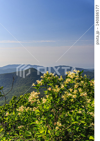 初夏のオロフレ山に咲き誇る淡い黄色のウコンウツギの花と連なる雄大な山並み 140886577